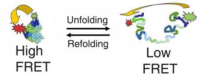 Description: Description: Description: Description: http://chemistry.uark.edu/FRET.jpg