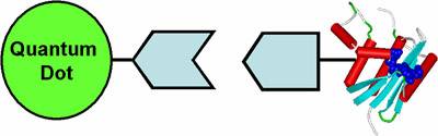 Description: Description: Description: Description: http://chemistry.uark.edu/QD_biomol.jpg