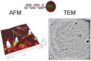 Description: Description: Description: Description: http://chemistry.uark.edu/QD-DNA.jpg